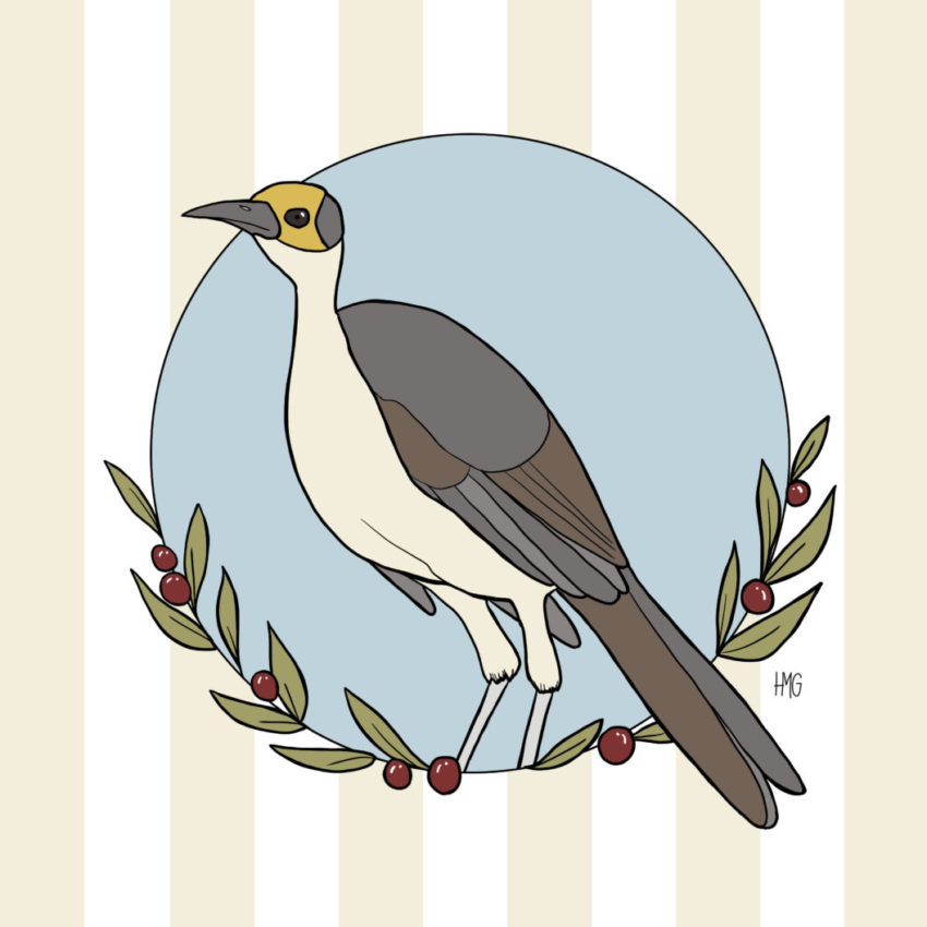 Picathartes
